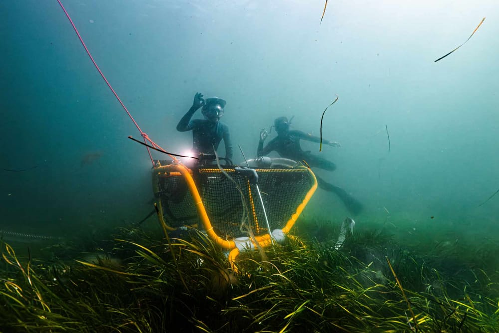 Seagrass-Project-and-Bambu-Lab--8-.jpg