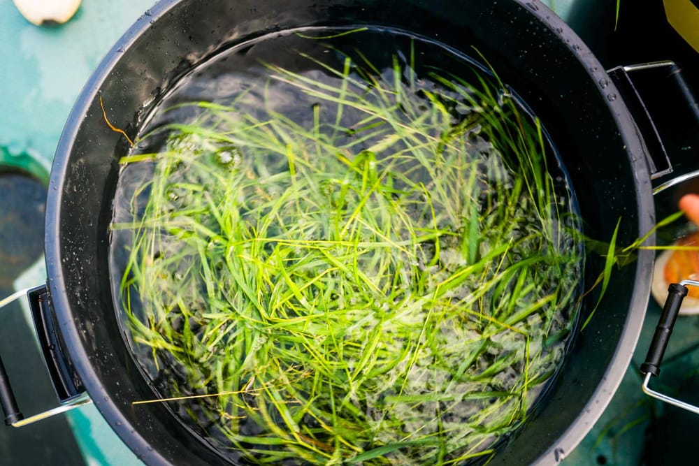 Seagrass-Project-and-Bambu-Lab--6-.jpg